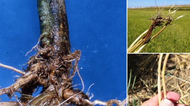 Üreticilerin hububat ekili alanlarda ilaçlama için dikkatli gözlem yapmaları vurgulandı.