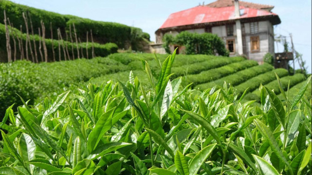 Yaş çay alım fiyatı açıklandı.