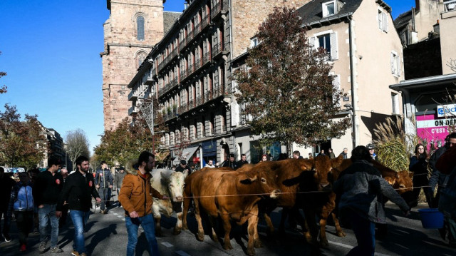 Des agriculteurs français, membres du syndicat Jeunes Agriculteurs (JA) et de la Fédération Départementale des Syndicats d'Exploitants Agricoles (FDSEA), participent à une transhumance de vaches en milieu urbain à Rodez, dans le sud-ouest de la France, le 27 novembre 2024.