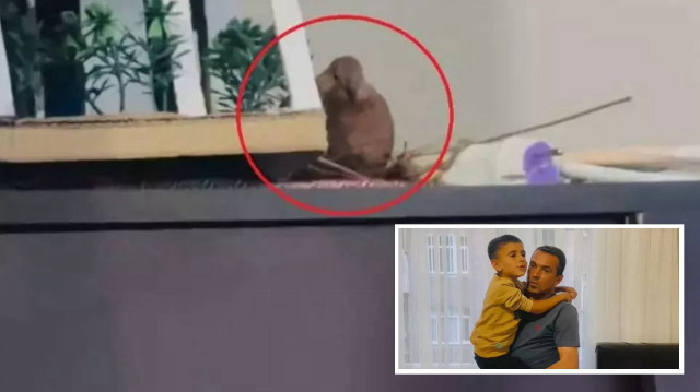 Diyarbakır’da bir kumru, Süleyman Aydın’ın 5 yaşındaki oğlu Hamza’nın odasına girerek yuva yaptı. Hamza artık başka odada kalıyor...