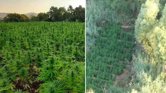 Operasyonda, 31 ayrı alandan 30 bin kök kenevir bitkisi sökülerek imha edildi.