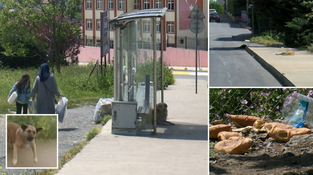 Bir grup köpeğin saldırdığı Zehra, sürücülerin de kornaya basmasıyla kaçmayı başardı.