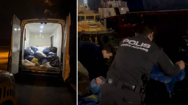 Midyeler, yeniden denize bırakıldı.
