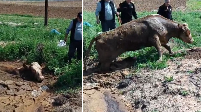 Bölgeye sevk edilen itfaiye ekibi, boynuna halat bağladıkları ineği çekip kurtardı.