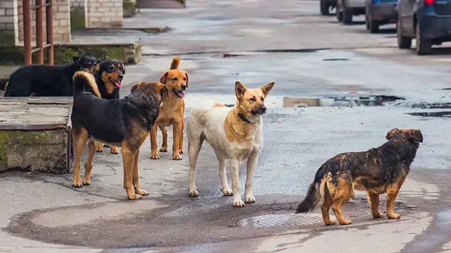 Türkiye Gençlik Vakfı (TÜGVA) Üniversite Koordinatörlüğünce, Yıldız Teknik Üniversitesi'nde (YTÜ) yaşanan sahipsiz köpek saldırısına ilişkin yapılan açıklamada, "Üniversiteler, gençlerin güvenli bir şekilde eğitim aldığı alanlar olmalıdır.