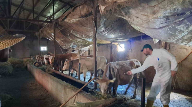 Veteriner hekimlerin liderliğinde yürütülen çalışmalarda, merkez mahalleler ve köyler hayvanlara şap aşısı uygulanıyor.