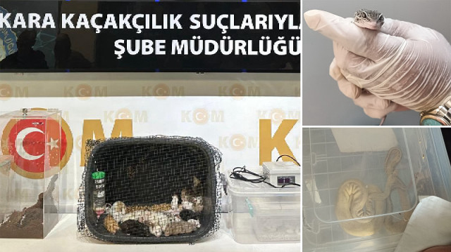 Hayvanlar yetkililere teslim edilirken, emniyetteki işlemleri tamamlanan şüpheliler adliyeye sevk edildi.