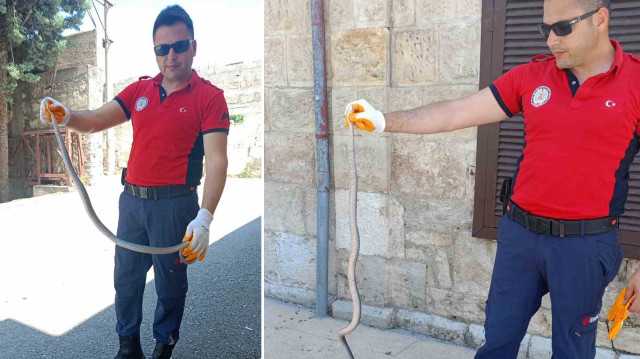 Ekipler tarafından yakalanan yılan, daha sonra doğal ortamına salındı.