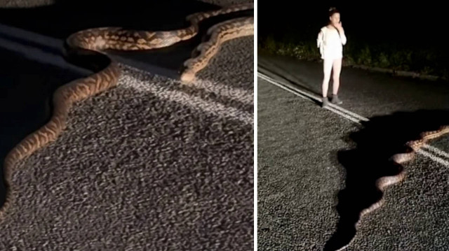 Yaklaşık 4 insan boyutundaki yılan neredeyse yolun tamamını kapladı, araç geçişine izin vermedi