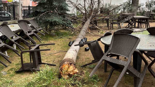 BİLECİK'TE BİR ÇAY BAHÇESİNE DEV AĞAÇ DEVRİLDİ, BAHÇEDE KİMSENİN OLMASI OLASI BİR FACİANIN ÖNÜNE GEÇTİ