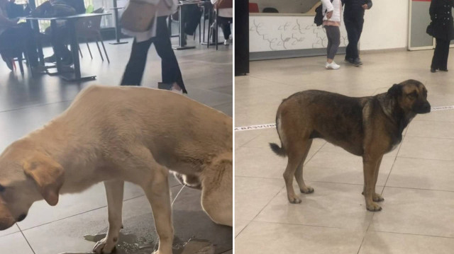 Hastanelerde başıboş köpek sorunu devam ediyor.