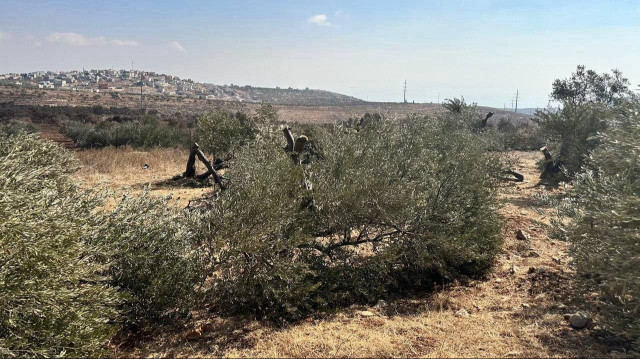 مستوطنون يهاجمون مزارعين فلسطينيين وسط الضفة