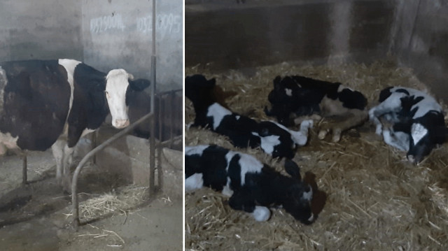 Balıkesir'de inek tek batında 5 buzağı doğurdu.