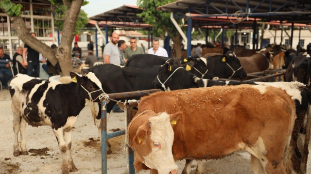 Aydın Didim'de kurban kesim ve satış yerleri açıklandı