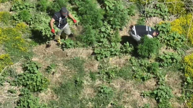 Bismil ilçesinde düzenlenen operasyonda dronla tespit edilen, piyasa değeri 100 milyon liradan fazla olan ve 300 kilogram esrar üretilebilecek 1220 kök kenevir ele geçirildi.