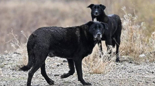 Anayasa Mahkemesi (AYM) Genel Kurulu, sahipsiz sokak hayvanlarıyla ilgili 'Hayvanları Koruma Kanunu'nda Değişiklik Yapılmasına Dair Kanun'un iptali ve yürürlüğünün durdurulması talebini reddetti.