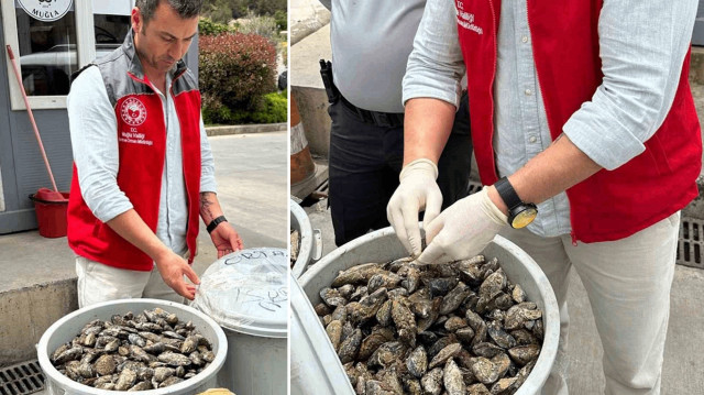 Otobüsün bagajında çöp kovasında taşınan 100 kilo midyeye el konuldu.