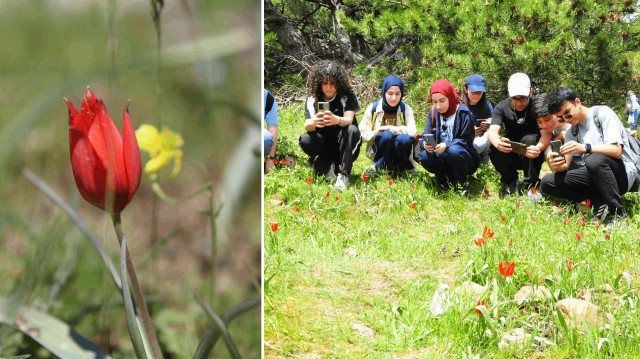 Sadece Manisa'da görülüyor: Yılda 1 kez ortaya çıkıyor, 10 gün ömrü var