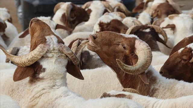 Kurban Bayramı tatiline kaç gün kaldı?