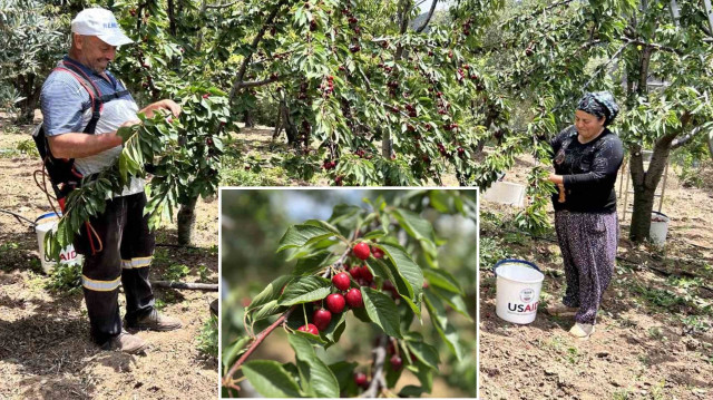 <p>Hatay'ın Belen ilçesinde tarlada ilk kiraz hasadı yapıldı. </p><p><br></p>