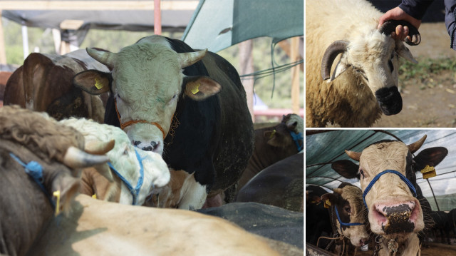 Bayramda bu sene 3 milyonun üzerinde kurbanlık satıldı.