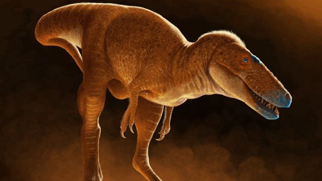 Khankhuuluu mongoliensis, identifié à partir de fossiles vieux de 86 millions d’années, est désormais considéré comme l’ancêtre le plus proche du Tyrannosaurus rex.