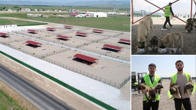 Muş'ta kurulan Hayvan Barınağı sahipsiz köpeklere yuva oldu