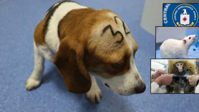 Deneyler, ünlü MKUltra programının bir parçasıydı.