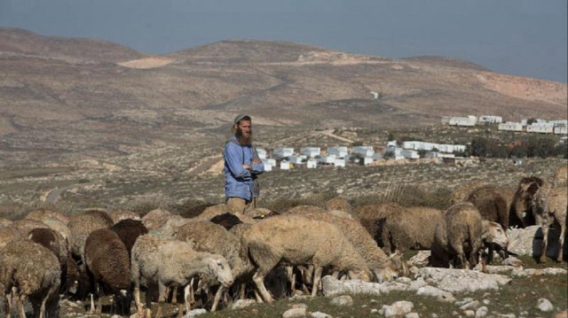 الضفة.. مستوطنون يطلقون مواشيهم للرعي في أراضي مملوكة لفلسطينيين