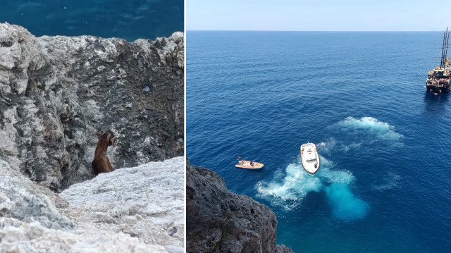 Alanya'da kayalıklarda mahsur kalan keçi sahil güvenlik ekiplerince kurtarıldı.