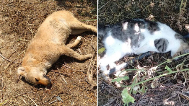 Hayvanseverler zehirlenerek kedi ve köpek öldürenlere karşı bir önlem alınması gerektiğini söyledi.