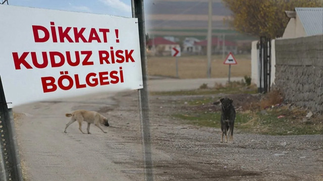 Hatay'da kuduz karantinası uygulanan 4 mahallede sahipsiz köpekler toplatılıyor