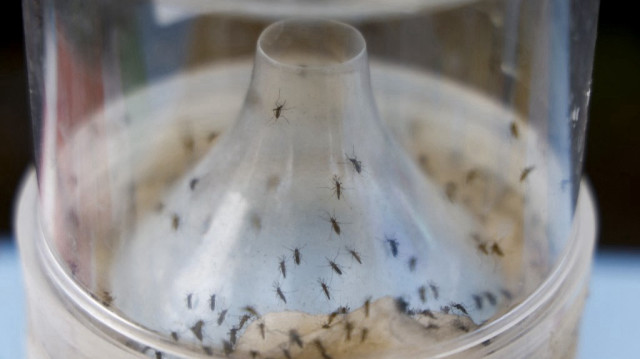 Un piège à moustiques dans le cadre de la lutte contre la pandémie de Chikungunya par les moustiques.