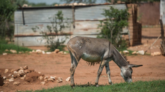 L’ONG britannique Donkey Sanctuary appelle à un moratoire mondial pour enrayer ce marché en pleine expansion, notamment en Afrique.