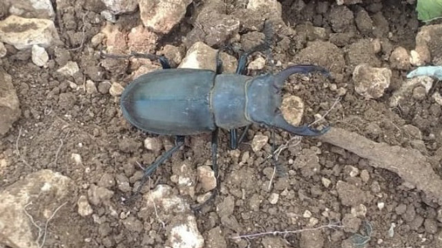 Denizli'nin Güney ilçesinde nesli tükenme tehlikesi altında bulunan geyik böceği görüldü.