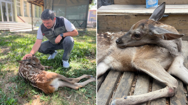 Yaralı geyiğin tedavisinin ardından doğal yaşam alanına geri bırakılacağı belirtildi.