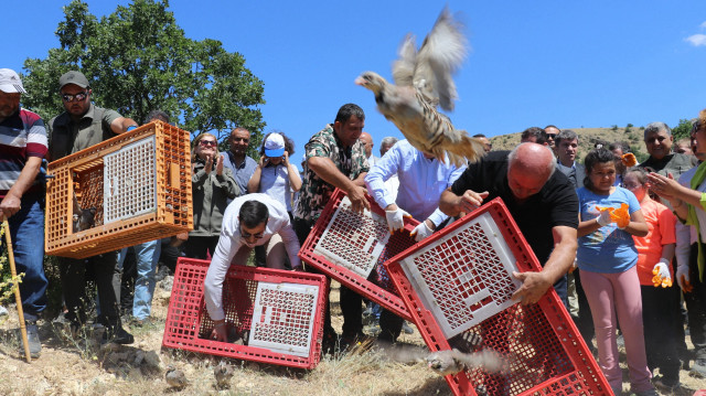Amasya'da keneyle mücadele kapsamında 900 kınalı keklik doğaya bırakıldı