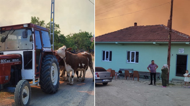 Çok sayıda büyükbaş hayvan da traktörlerle güvenli bölgeye naklediliyor.