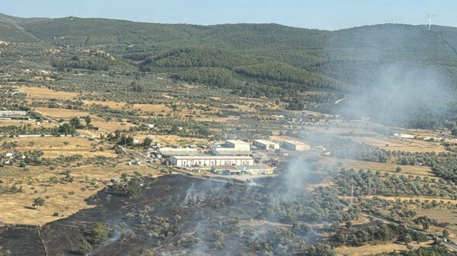 Yangın nedeniyle bölgedeki zeytinlikler zarar gördü.