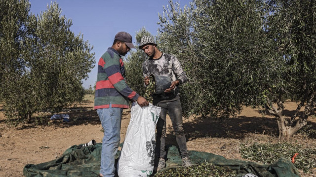 Des agriculteurs palestiniens récoltent des olives dans un champ du camp de réfugiés de Nuseirat, dans le centre de la bande de Gaza, le 26 septembre 2021.