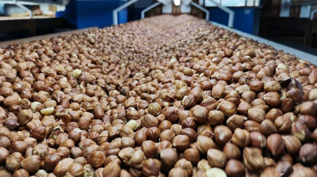تركيا.. صادرات البندق تحقق مليارا و41 مليون دولار في 5 شهور