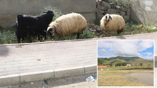 Hakkari'nin 3 ilçesinde şap hastalığının tespit edilmesi üzerine satış ve kesim yapılması yasaklandı.