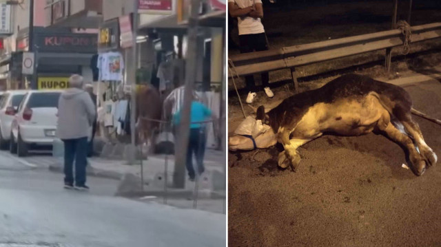 Sokak üzerinde koşarak kaçmaya çalışan boğanın ipini tutmak isteyen sahibi, kaldırımda bir süre sürüklendi.