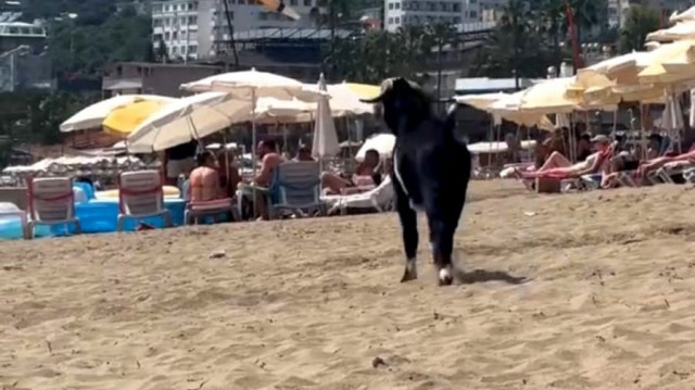 Sahilde gezinen keçi tatilcileri şaşkına çevirdi.