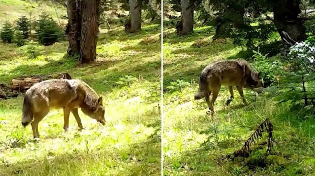 Bu özel an, Doğa Koruma ve Milli Parklar 2. Bölge Müdürlüğü tarafından doğaya kurulan fotokapana denk geldi.
