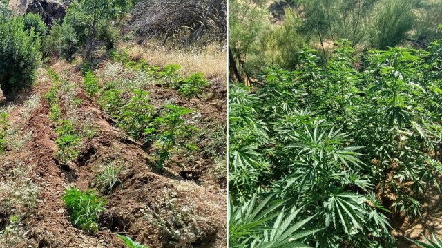 Ekipler, ilçedeki 5 farklı noktada yaptıkları aramada, binlerce kenevir buldu.