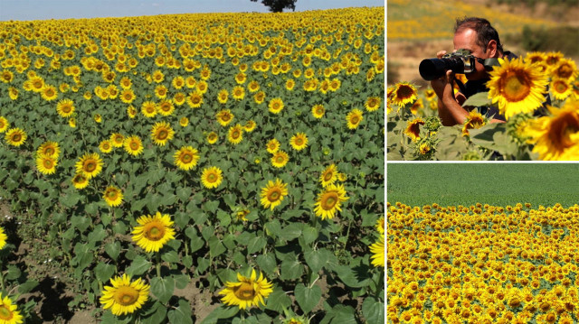 <p>Ayçiçeği tarlaları fotoğrafçılar için de doğal stüdyo haline geldi.</p>