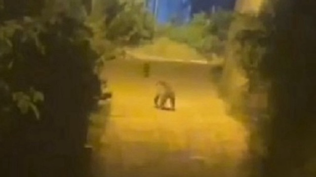 Doğal yaşam alanlarının daralması nedeniyle şehir merkezlerine inen yaban hayvanlarıyla ilgili vatandaşlar hem şaşkınlık hem de tedirginlik yaşıyor. 