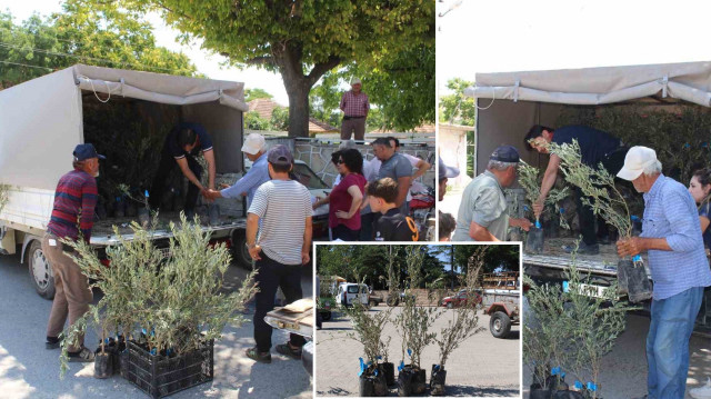 Büyükşehir'den 19 ilçeye 40 bin zeytin fidanı desteği.