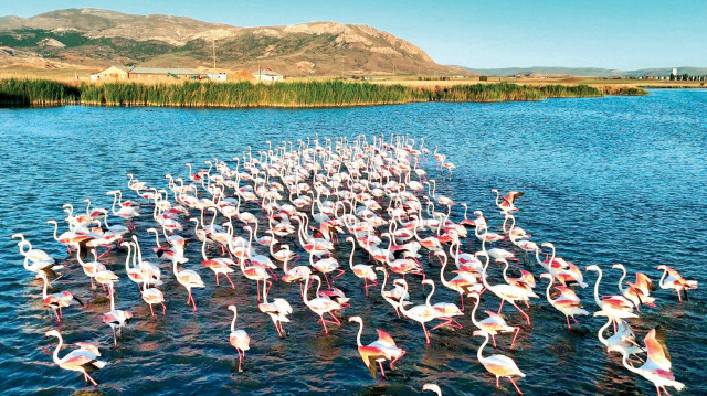 Sivas’ta bulunan Ulaş Gölü, göç yolculuğu yapan allı turnalara ev sahipliği yapıyor. Görenleri mest eden allı turnalar, doğa fotoğrafçılarının da ilgisini çekiyor.